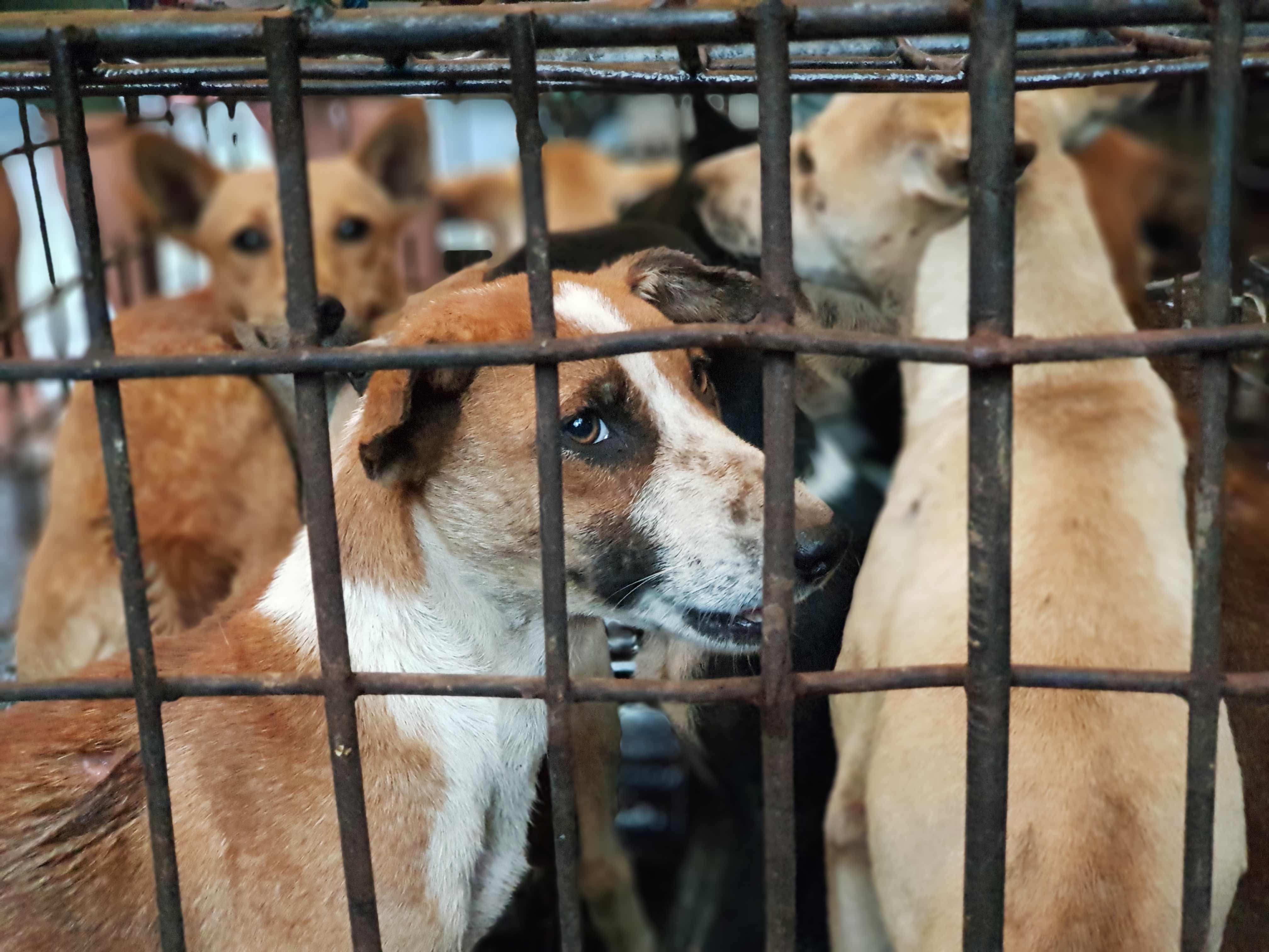 Dog Meat Trade - Bali Animal Welfare Association (BAWA)