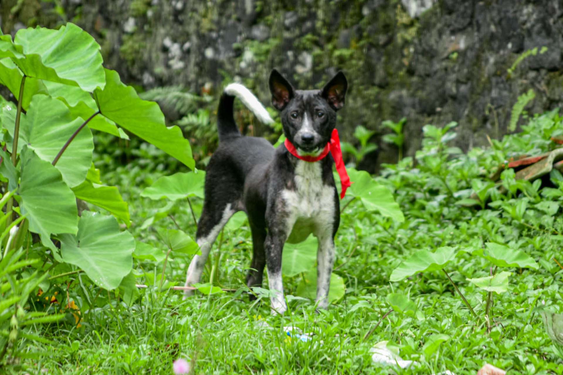 Rabies Control - Bali Animal Welfare Association (BAWA)